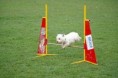 /album/fotogalerie-agility/agility-2-jpg/